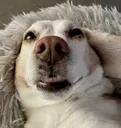 wut
