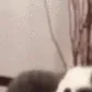 catslam