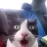 Gatomg Gatomg