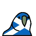 ScotlandParrot