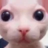 gato