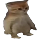 :CatStanding: