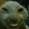 catohuehue