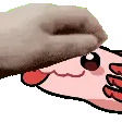 salamanderpat