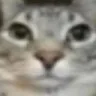 catowhy