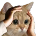 Hiimoon_cat_omg