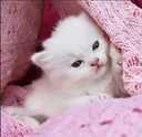 Kitty