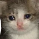 cryingkitten