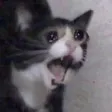 CATCRY
