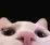 catpeek