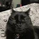 Sillycat