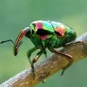 paintedweevil