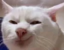A_catHehe