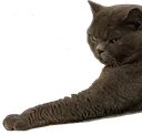 katzel4d