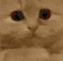 catPlease