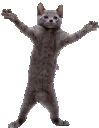 catBoogie