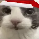 holidecat holidecat