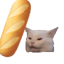 cat_bonkbaguette