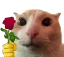 Sowwy