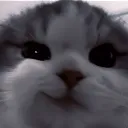 BildCherezKittycat