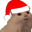 miau