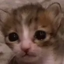 sadcat