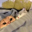 snuggels