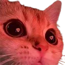 Cat_Love Cat_Love