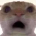 CATWTF