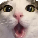 joycat Discord emoji