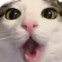 soycat Discord Emoji