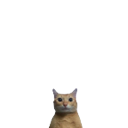 smallcat Discord emoji
