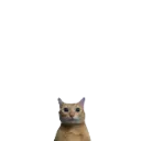 smallcat smallcat