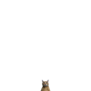 smallercat Discord emoji