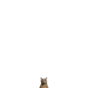 smallercat smallercat