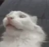 PauseCat