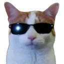 Coolsunglasseskitty