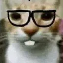 Catnerd catnerd Discord Emoji