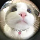 wyd