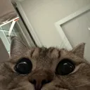 peeking