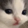 catWhatever