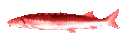 EvilJoel