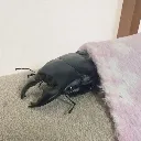 snugbuginarug