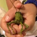 holdablekatydid