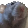 chattyrat