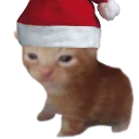 meowz