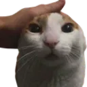 petting