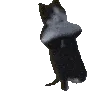 breakdancingcat
