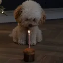 cake cake