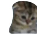 sad_cat Discord Emoji